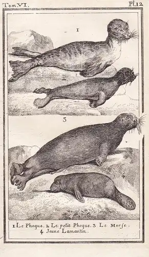 1 Le Phoque. 2. Le petit Phoque. 3 Le Morse. 4 Jeune Lamantin. - Robbe seal Hundsrobben / walrus Walross / Lam