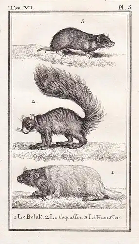 1 Le Bobak. 2 Le Coquallin. 3 Le Hamster - Maus mouse / squirrel Eichhörnchen / Steppenmurmeltier bobak marmot