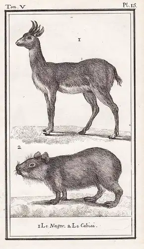 1 Le Nagor. 2 Le Caiai. - Riedbock Bock Bohor reedbuck Redunca redunca / Capybara Wasserschwein / Tiere Tier a