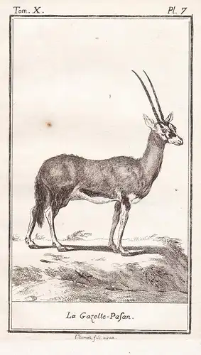 La Gazelle-Pasan. - Gazelle Antilope antelope / Tiere Tier animals animal animaux