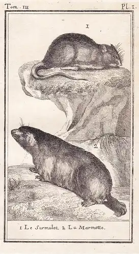1 Le Surmulot. 2 La Marmotte - Wanderratte Ratte rat / Murmeltiere Marmot / Nagetier rodent / Tiere Tier anima