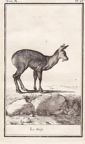 1 Le Musc. - Moschus Musk deer Reh Hirsch / Tiere Tier animals animal animaux