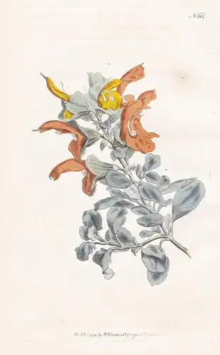 Salvia Aurea. Golden Sage. Tab. 182 - Salbei / Pflanze plant / flower flowers Blume Blumen / botanical Botanik