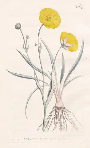 Ranunculus Gramineus. Grass-Leaved Crowfoot. Tab. 164 - Hahnenfuß grass-leaved buttercup / Pflanze plant / flo
