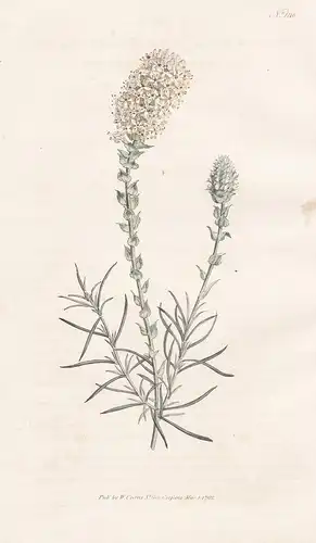 Selago Ovata. Oval-Headed Selago. Tab. 186 - South Africa Südafrika / Pflanze plant / flower flowers Blume Blu