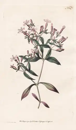 Saponaria Ocymoides. Basil Soap-wort. Tab. 154 - Rot-Seifenkraut Seifenkraut soapwort tumbling Ted / Pflanze p