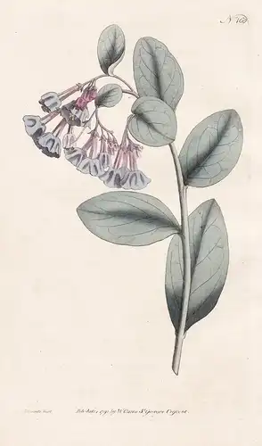 Pulmonaria Virginica. Virginia Lungwort. Tab. 160 - Mertensia virginica Lungenkraut Virginia bluebells / Pflan