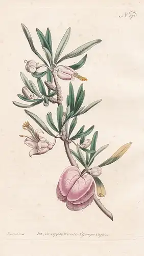 Aitonia Capensis. Cape Aitonia. Tab. 173 - Nymania capensis / Pflanze plant / flower flowers Blume Blumen / bo