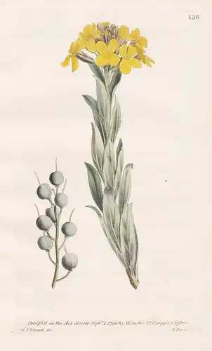 Alyssum Utriculatum. Bladder-Podded Alyssum. Tab. 130 - Steinkraut / Pflanze plant / flower flowers Blume Blum