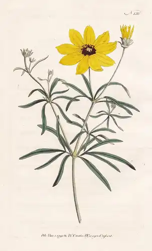 Coreopsis Verticillata. Whorled Coreopsis. Tab. 156 - whorled tickseed Quirlblättriges Mädchenauge pot-of-gold