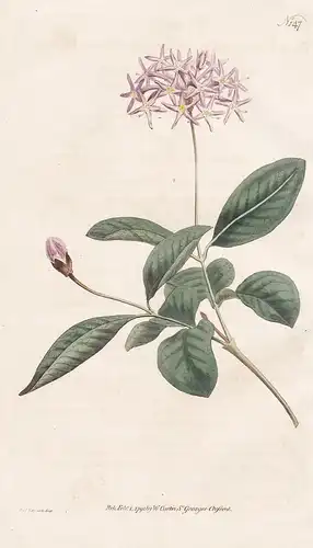 Dais Cotinifolia. Cotinus-Leav'd Dais. Tab. 147 - Pomponbaum pompom tree / Pflanze plant / flower flowers Blum