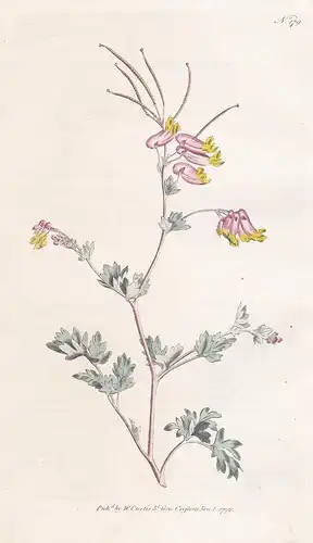 Fumaria Glauca. Glaucous Fumitory. Tab. 179 - Lerchensporn / Pflanze plant / flower flowers Blume Blumen / bot
