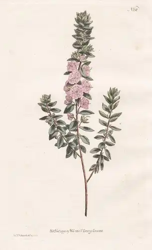 Kalmia Hirsuta. Hairy Kalmia. Tab. 138 - hairy mountain-laurel Kalmie haariger Berglorbeer / Pflanze plant / f