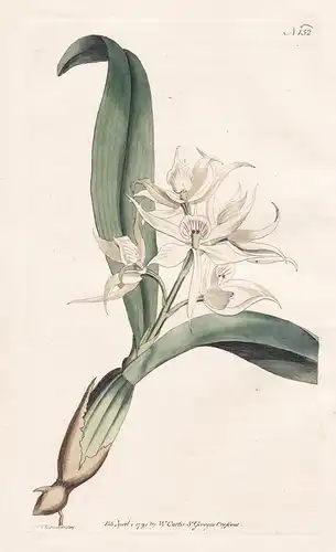 Epidendrum Cochleatum. Two-leaved Epidendrum. Tab. 152 - Prosthechea cochleata Orchidee clamshell orchid / Kol