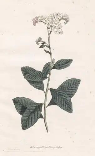 Heliotropium Peruvianum. Peruvian Turnsole. Tab. 141 - heliotrope Vanilleblume Heliotrop Sonnenwende Peru / Pf