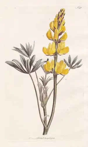 Lupinus Luteus. Yellow Lupine. Tab. 140 - yellow lupin Gelbe Lupine / Pflanze plant / flower flowers Blume Blu
