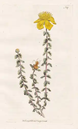 Hypericum Balearicum. Warty St. John's-wort. Tab. 137 - Balearen Balearic Islands / Hartheu goatweed Johannisk