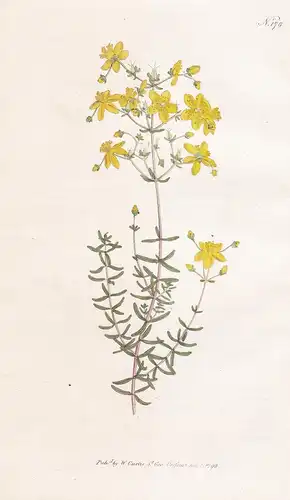 Hypericum Coris. Heath-leav'd St. John's-Wort. Tab. 178 - Johanniskraut Rose-of-Sharon Aaron's beard / Pflanze