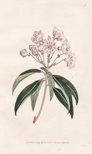 Kalmia Latifolia. Broad-leav'd Kalmia. Tab. 175 - Lorbeerrose Berglorbeer Kalmie mountain laurel  calico-bush