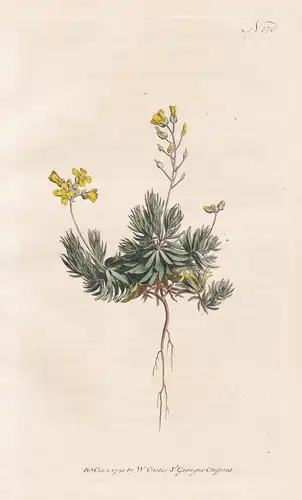 Draba Aizoides. Sengreen Draba, or Whitlow-grass. Tab. 170 - Felsenblümchen yellow whitlow-grass / Pflanze pla