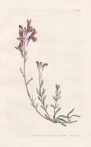 Antirrhinum Alpinum. Alpine Toad-flax. Tab. 207 - Löwenmäuler Löwenmäulchen dragon flowers snapdragons Löwenma