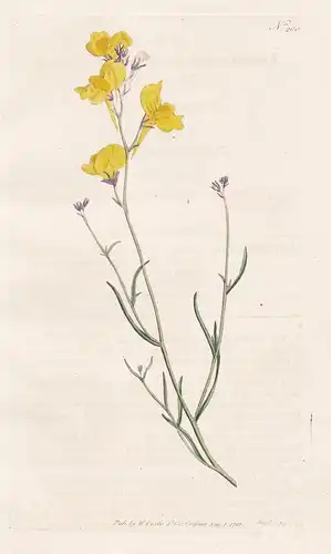 Antirrhinum Sparteum. Branching Toad-Flax. Tab. 200 -  Löwenmäuler Löwenmäulchen dragon flowers snapdragons Lö