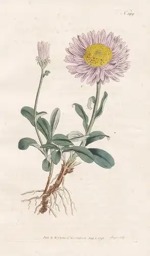 Aster Alpinus. Alpine Aster. Tab. 199 -  Alpen Aster Sternblume Bergsternkraut blue alpine daisy / Pflanze pla