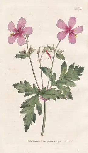 Geranium Anemonefolium. Anemone-Leav'd Geranium. Tab. 206 - Anemoniflorum Storchschnabel cranesbill crane's-bi