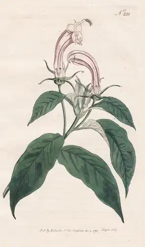 Lobelia Surinamensis. Shrubby Lobelia. Tab. 225 - Lobelie / West Indies Indien Surinam Suriname / Pflanze plan