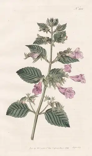 Melissa Grandiflora. Great-Flower'd Balm. Tab. 208 - Bergminze Minze Melisse mint / Pflanze plant / flower flo