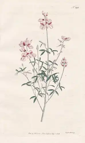 Indigofera Candicans. White-leaved Indigo. Tab. 198 -  Pflanze plant / flower flowers Blume Blumen / botanical