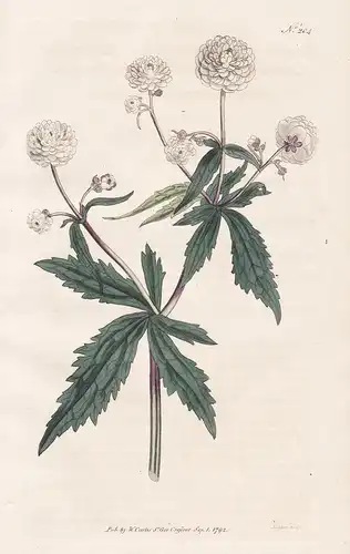 Ranunculus Aconitifolius. Mountain Crowfoot, or Fair Maids of France. Tab. 204 - Eisenhutblättriger Hahnenfuß
