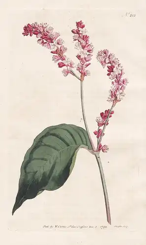 Polygonum Orientale. Tall Persicaria. Tab. 213 - Persicaria orientalis Orient-Knöterich / Pflanze plant / flow