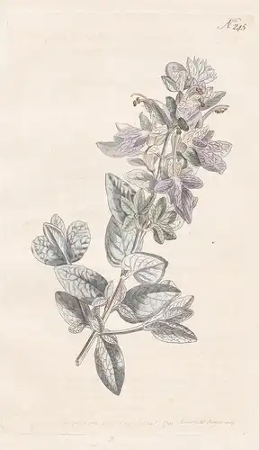 Teucrium Latifolium. Broad-Leaved Shrubby Germander. Tab. 245 - Gamander Steppenschleier / Russland Kaukasus R