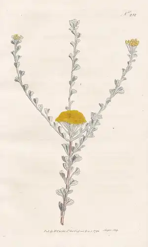 Tanacetum Flabelliforme. Fan-Leaved Tansy. Tab. 212 - Wucherblume / Pflanze plant / flower flowers Blume Blume