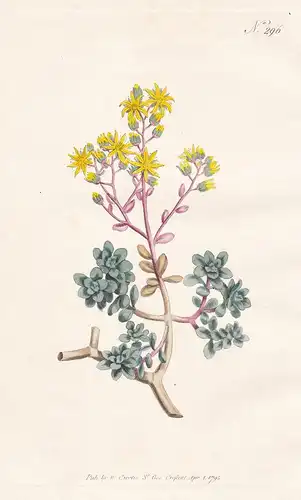 Sempervivum Tortuosum. Gouty Houseleek. Tab. 296 - Aichryson tortuosum / Canary islands Kanarische Inseln / Pf