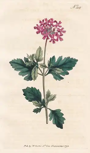 Verbena Aubletia. Rose Vervain. Tab. 308 - Rosenverbene Verbene Eisenkraut / North America Nordamerika / Pflan