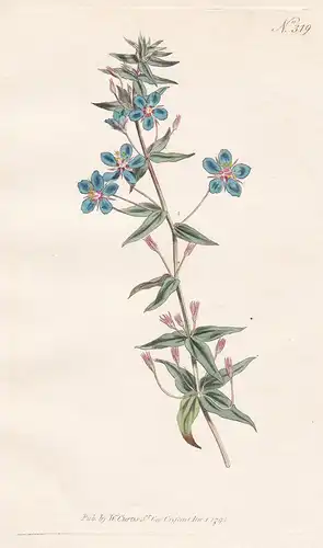 Anagallis Monelli. Italian Pimpernel. Tab. 319 - Lysimachia monelli Leinblättriger Gauchheil / Pflanze plant /