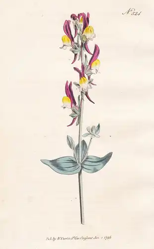 Antirrhinum Triphyllum. Three-Leaved Toad-Flax. Tab. 324 - Linaria triphylla / North America Nordamerika / Pfl