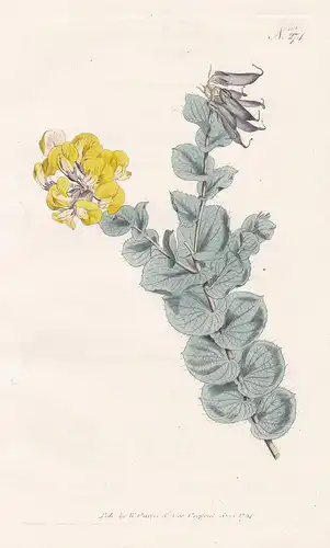 Borbonia Crenata. Heart-Leaved Borbonia. Tab. 274 - South Africa Südafrika / Pflanze plant / flower flowers Bl