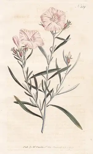 Convolvulus Linearis. Narrow-leaved Convolvulus. Tab. 289 - Silberwinde Winde bindweed / Pflanze plant / flowe