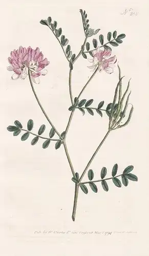 Coronilla Varia. Purple Coronilla. Tab. 258 - Securigera varia Kronwicke Wicke crownvetch vetch / Pflanze plan