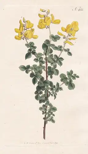 Cytisus Sessilifolius. Sessile-leaved, or Common Cytisus. Tab. 255 - Geißklee broom Ginster / Pflanze plant /