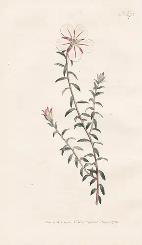 Diosma Uniflora. One-flowered Diosma. Tab. 273 - South Africa Südafrika / Pflanze plant / flower flowers Blume