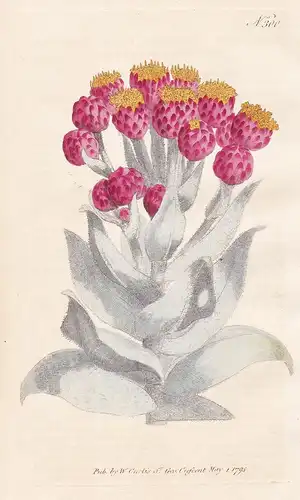 Gnaphalium Eximium. Giant Cudweed. Tab. 300 - Ruhrkraut cudweed / South Africa Südafrika / Pflanze plant / flo