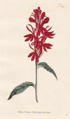 Lobelia Cardinalis. Scarlet Lobelia, or Cardinal's Flower. Tab. 320 - Kardinals-Lobelie / North America Nordam