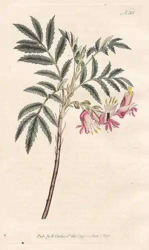 Melianthus Minor. Small Melianthus, or Honey Flower. Tab. 301 - Honigstrauch Dwarf Honey-Flower / South Africa