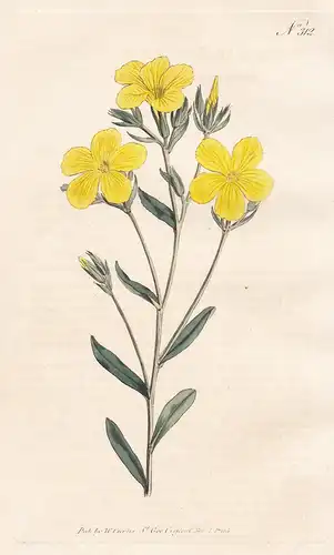 Linum Flavum. Yellow Flax. Tab. 312 - golden flax Gelber Lein Flachs / Pflanze plant / flower flowers Blume Bl