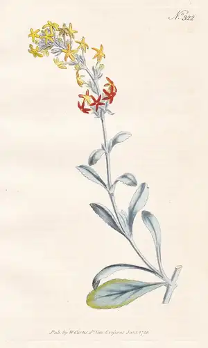 Manulea Tomentosa. Woolly Manulea. Tab. 322 - South Africa Südafrika / Pflanze plant / flower flowers Blume Bl