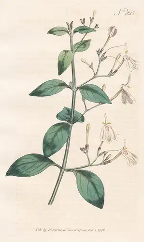 Justicia Nasuta. Dichotomous Justicia. Tab. 325 - North America Nordamerika / Pflanze plant / flower flowers B